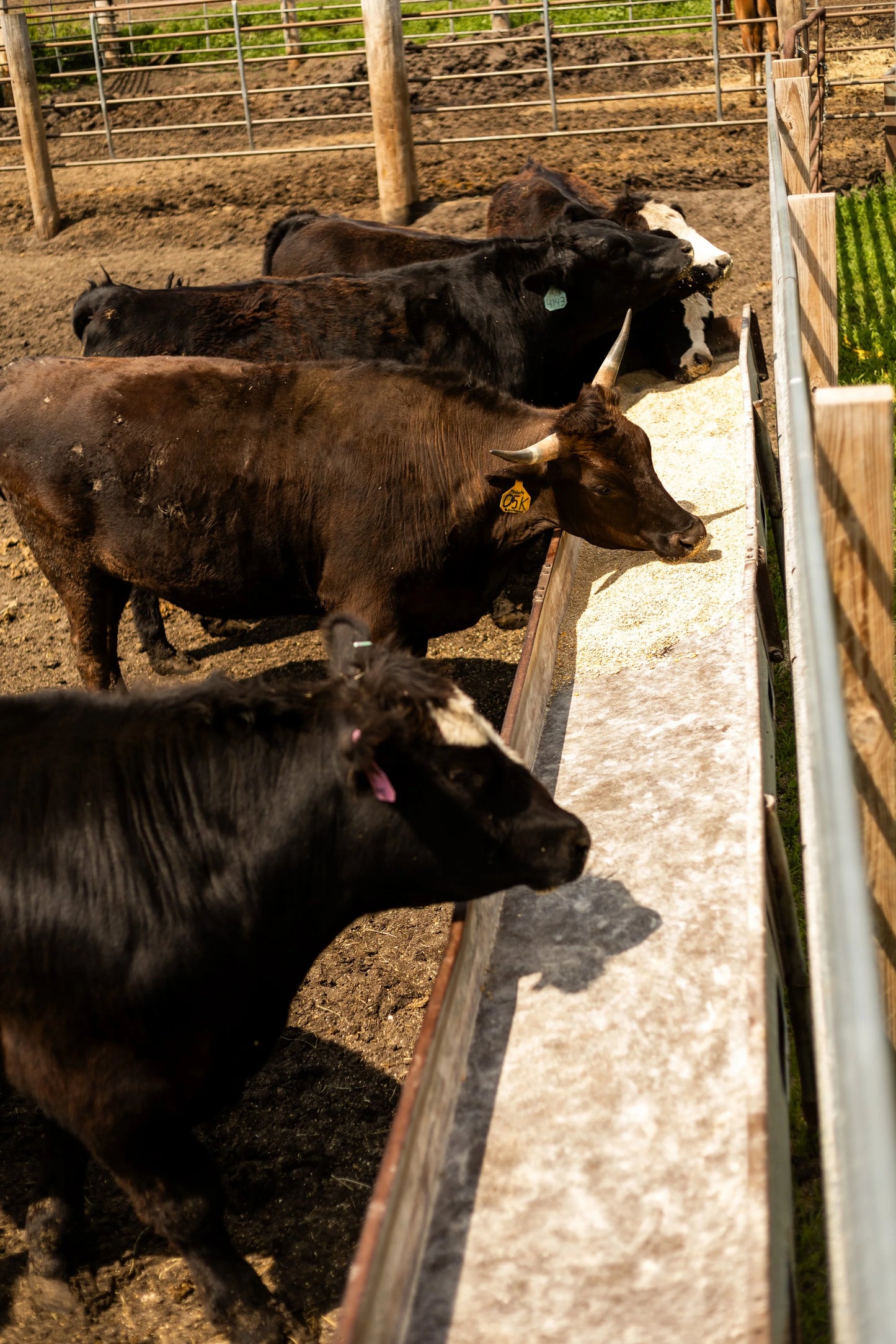 Whole, Half, and Quarter Beef